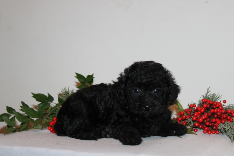 puppy, for, sale, Toy Poodle, Matthew B. Stoltzfus, dog, breeder, Gap, PA, dog-breeder, puppy-for-sale, forsale, nearby, find, puppyfind, locator, puppylocator, aca